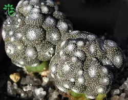 بذر کاکتوس بلوسفلدیا میکس | Blossfeldia seeds