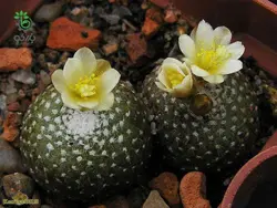 بذر کاکتوس بلوسفلدیا میکس | Blossfeldia seeds