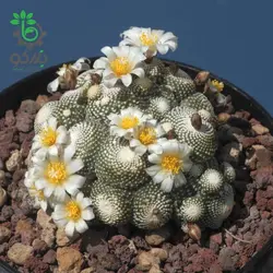 بذر کاکتوس بلوسفلدیا میکس | Blossfeldia seeds