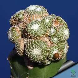 بذر کاکتوس بلوسفلدیا میکس | Blossfeldia seeds