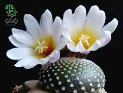 بذر کاکتوس بلوسفلدیا میکس | Blossfeldia seeds