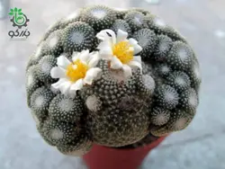 بذر کاکتوس بلوسفلدیا میکس | Blossfeldia seeds