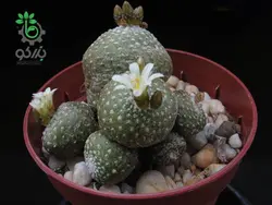 بذر کاکتوس بلوسفلدیا میکس | Blossfeldia seeds