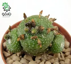 بذر کاکتوس بلوسفلدیا میکس | Blossfeldia seeds