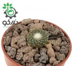 بذر کاکتوس بلوسفلدیا میکس | Blossfeldia seeds