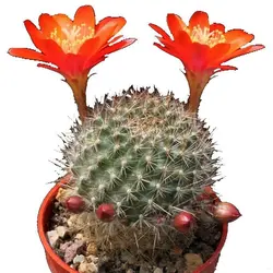 بذر کاکتوس آیلوسترا آرچیبونگیانا | Aylostera archibuingiana seeds