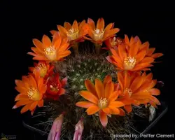 بذر کاکتوس آیلوسترا آرچیبونگیانا | Aylostera archibuingiana seeds