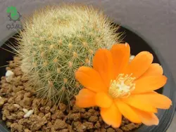 بذر کاکتوس آیلوسترا آرچیبونگیانا | Aylostera archibuingiana seeds