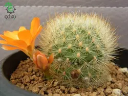 بذر کاکتوس آیلوسترا آرچیبونگیانا | Aylostera archibuingiana seeds