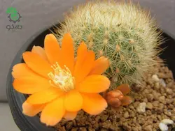 بذر کاکتوس آیلوسترا آرچیبونگیانا | Aylostera archibuingiana seeds
