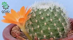 بذر کاکتوس آیلوسترا آرچیبونگیانا | Aylostera archibuingiana seeds