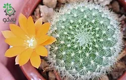 بذر کاکتوس آیلوسترا آرچیبونگیانا | Aylostera archibuingiana seeds