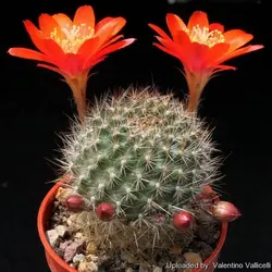 بذر کاکتوس آیلوسترا آرچیبونگیانا | Aylostera archibuingiana seeds