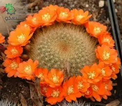 بذر کاکتوس آیلوسترا آرچیبونگیانا | Aylostera archibuingiana seeds