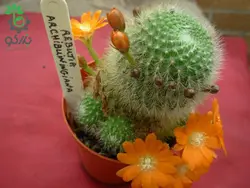 بذر کاکتوس آیلوسترا آرچیبونگیانا | Aylostera archibuingiana seeds