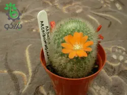 بذر کاکتوس آیلوسترا آرچیبونگیانا | Aylostera archibuingiana seeds
