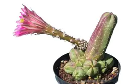 بذر کاکتوس اچینوسرئوس کوکومیس یا کاکتوس خیاری | Echinocereus cucumis seeds