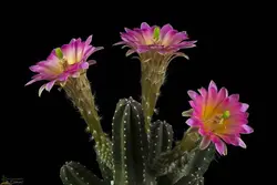 بذر کاکتوس اچینوسرئوس کوکومیس یا کاکتوس خیاری | Echinocereus cucumis seeds