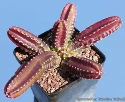 بذر کاکتوس اچینوسرئوس کوکومیس یا کاکتوس خیاری | Echinocereus cucumis seeds