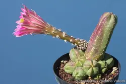 بذر کاکتوس اچینوسرئوس کوکومیس یا کاکتوس خیاری | Echinocereus cucumis seeds