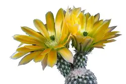 بذر کاکتوس اچینوسرئوس ستنویدس | Echinocereus ctenoides seeds