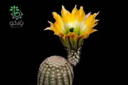 بذر کاکتوس اچینوسرئوس ستنویدس | Echinocereus ctenoides seeds