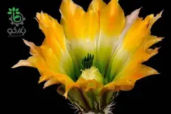 بذر کاکتوس اچینوسرئوس ستنویدس | Echinocereus ctenoides seeds
