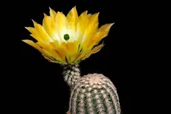 بذر کاکتوس اچینوسرئوس ستنویدس | Echinocereus ctenoides seeds