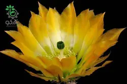 بذر کاکتوس اچینوسرئوس ستنویدس | Echinocereus ctenoides seeds