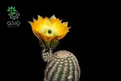 بذر کاکتوس اچینوسرئوس ستنویدس | Echinocereus ctenoides seeds