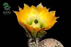 بذر کاکتوس اچینوسرئوس ستنویدس | Echinocereus ctenoides seeds