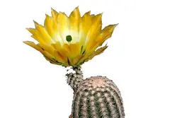 بذر کاکتوس اچینوسرئوس ستنویدس | Echinocereus ctenoides seeds