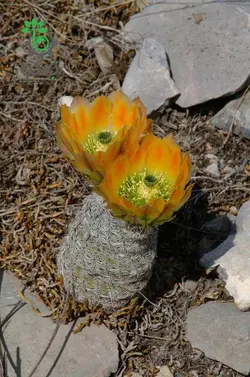بذر کاکتوس اچینوسرئوس ستنویدس | Echinocereus ctenoides seeds