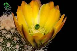 بذر کاکتوس اچینوسرئوس ستنویدس | Echinocereus ctenoides seeds