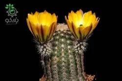 بذر کاکتوس اچینوسرئوس ستنویدس | Echinocereus ctenoides seeds