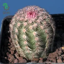 بذر کاکتوس اچینوسرئوس ستنویدس | Echinocereus ctenoides seeds