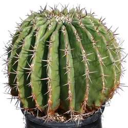 بذر کاکتوس اچینوکاکتوس پالمری | ECHINOCACTUS palmeri