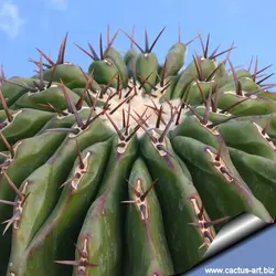 بذر کاکتوس اچینوکاکتوس پالمری | ECHINOCACTUS palmeri