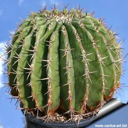 بذر کاکتوس اچینوکاکتوس پالمری | ECHINOCACTUS palmeri