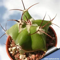 بذر کاکتوس اچینوکاکتوس پالمری | ECHINOCACTUS palmeri