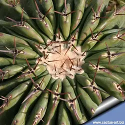 بذر کاکتوس اچینوکاکتوس پالمری | ECHINOCACTUS palmeri