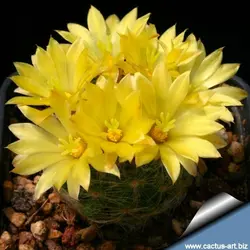 بذر کاکتوس دلیچوتله میکس Dolichothele mix seeds