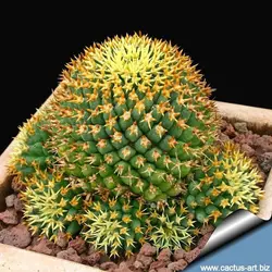 بذر کاکتوس دلیچوتله میکس Dolichothele mix seeds