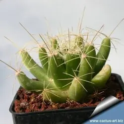 بذر کاکتوس دلیچوتله میکس Dolichothele mix seeds