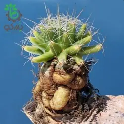 بذر کاکتوس دلیچوتله میکس Dolichothele mix seeds