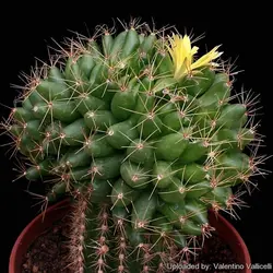 بذر کاکتوس دلیچوتله میکس Dolichothele mix seeds