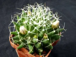 بذر کاکتوس دلیچوتله میکس Dolichothele mix seeds