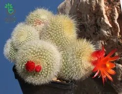 بذر کاکتوس پارودیا هاسلبرگی | Brasilicactus haselbergii  | Parodia haselbergii