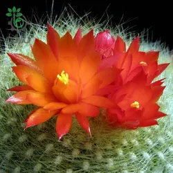 بذر کاکتوس پارودیا هاسلبرگی | Brasilicactus haselbergii  | Parodia haselbergii