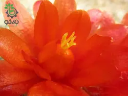 بذر کاکتوس پارودیا هاسلبرگی | Brasilicactus haselbergii  | Parodia haselbergii